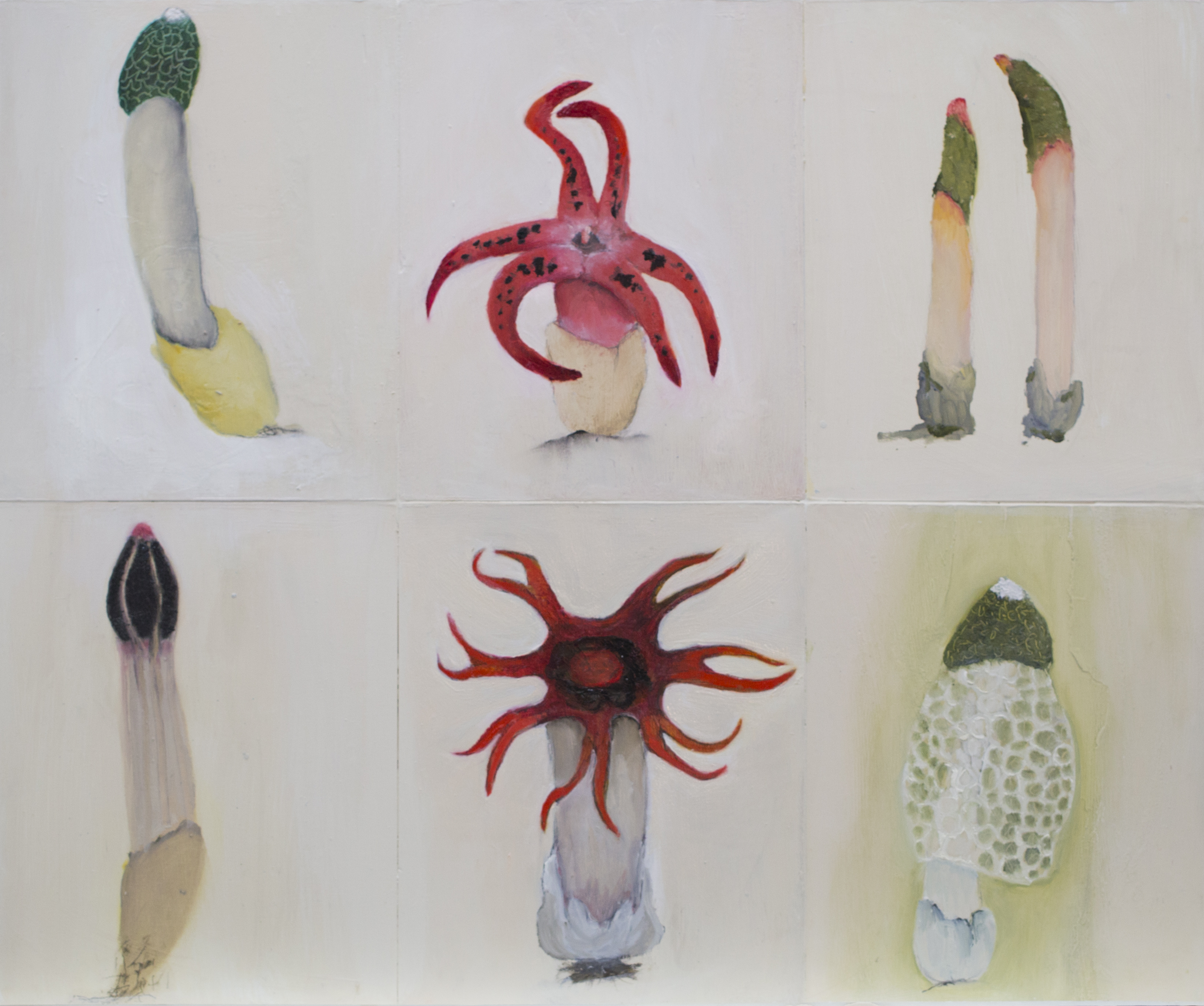 Fungi